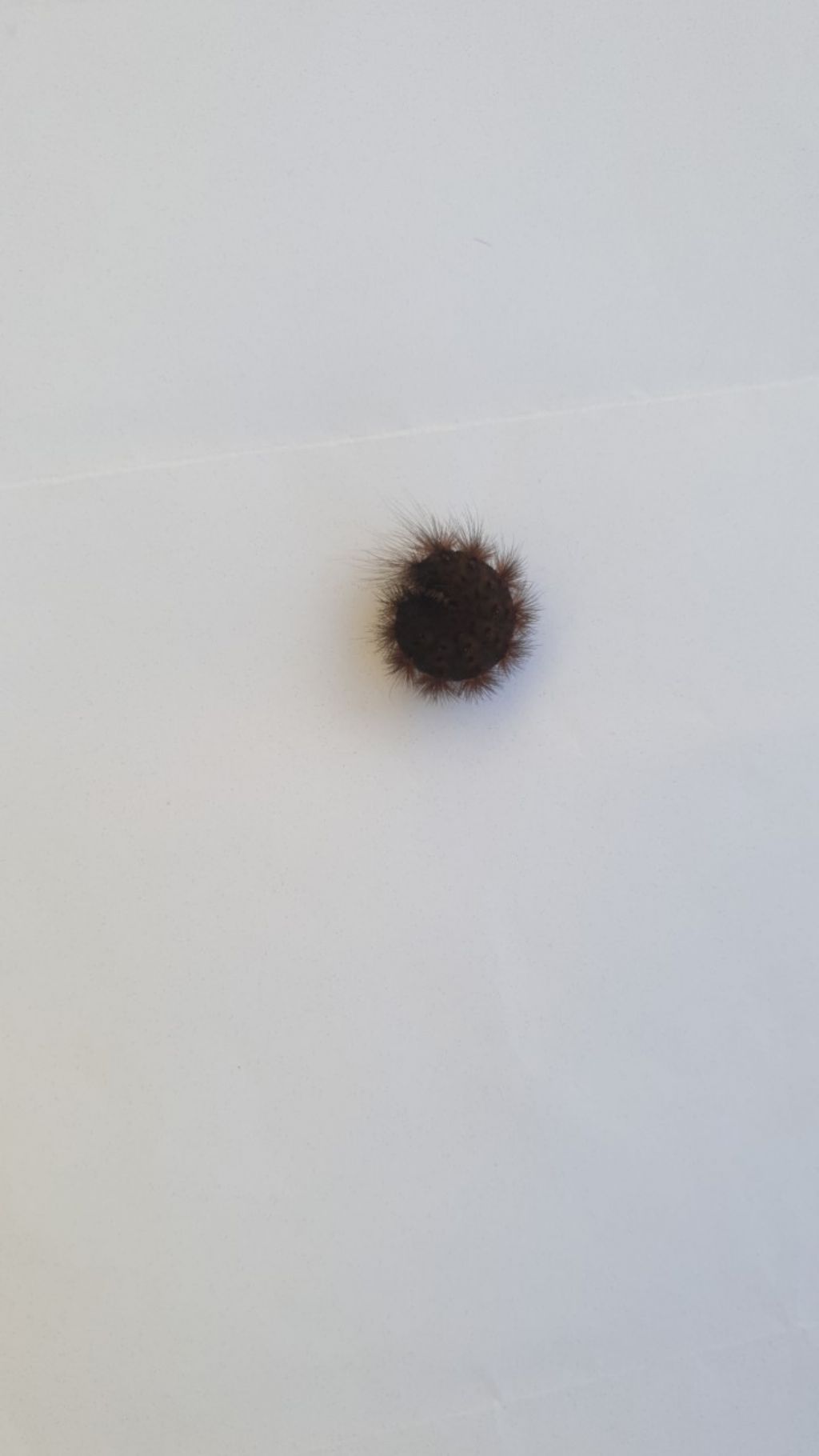 Processionaria? No, Erebidae Arctiinae