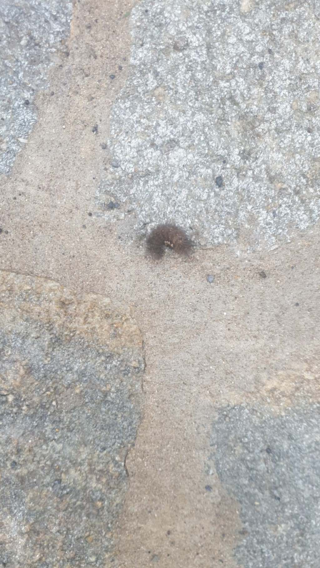 Processionaria? No, Erebidae Arctiinae