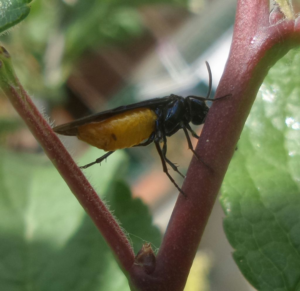Insetto con il ventre giallo: Argidae, Arge pagana, femmina
