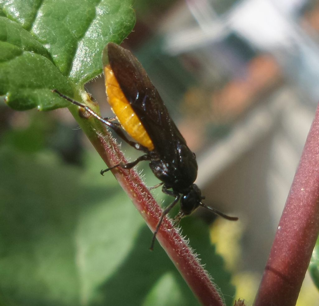 Insetto con il ventre giallo: Argidae, Arge pagana, femmina
