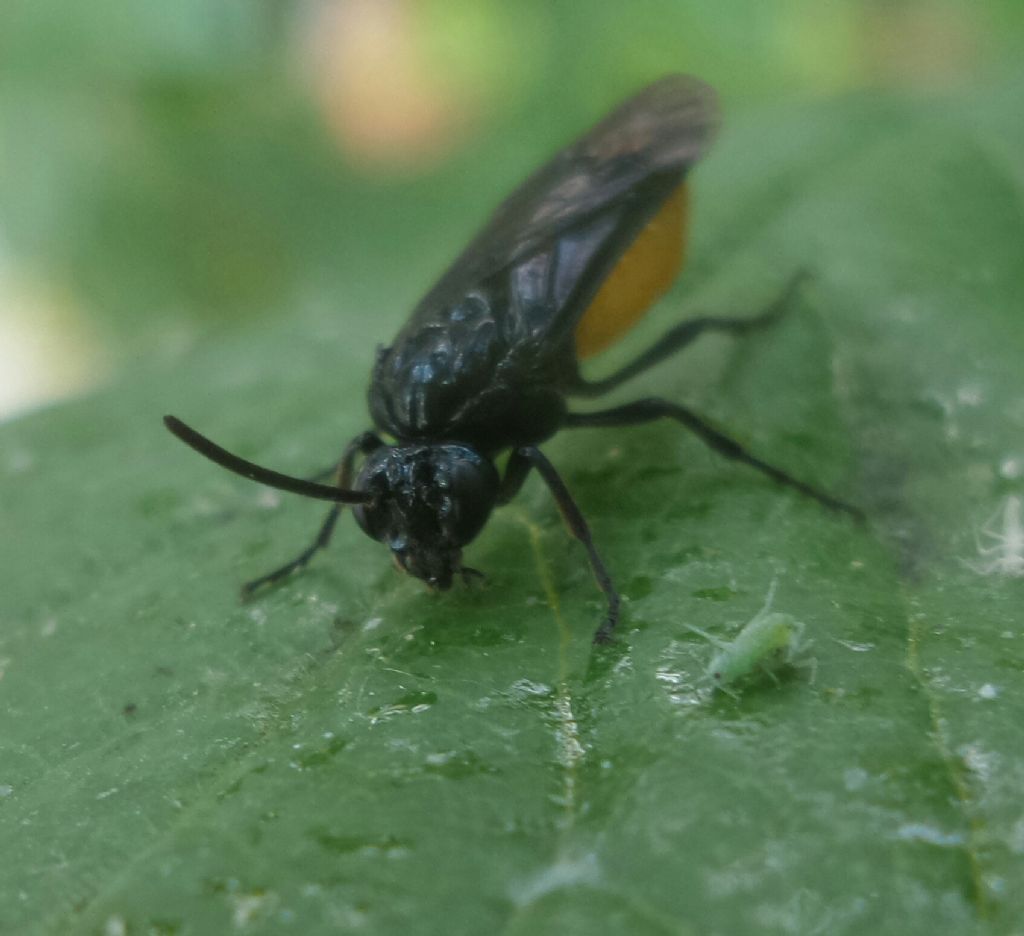 Insetto con il ventre giallo: Argidae, Arge pagana, femmina