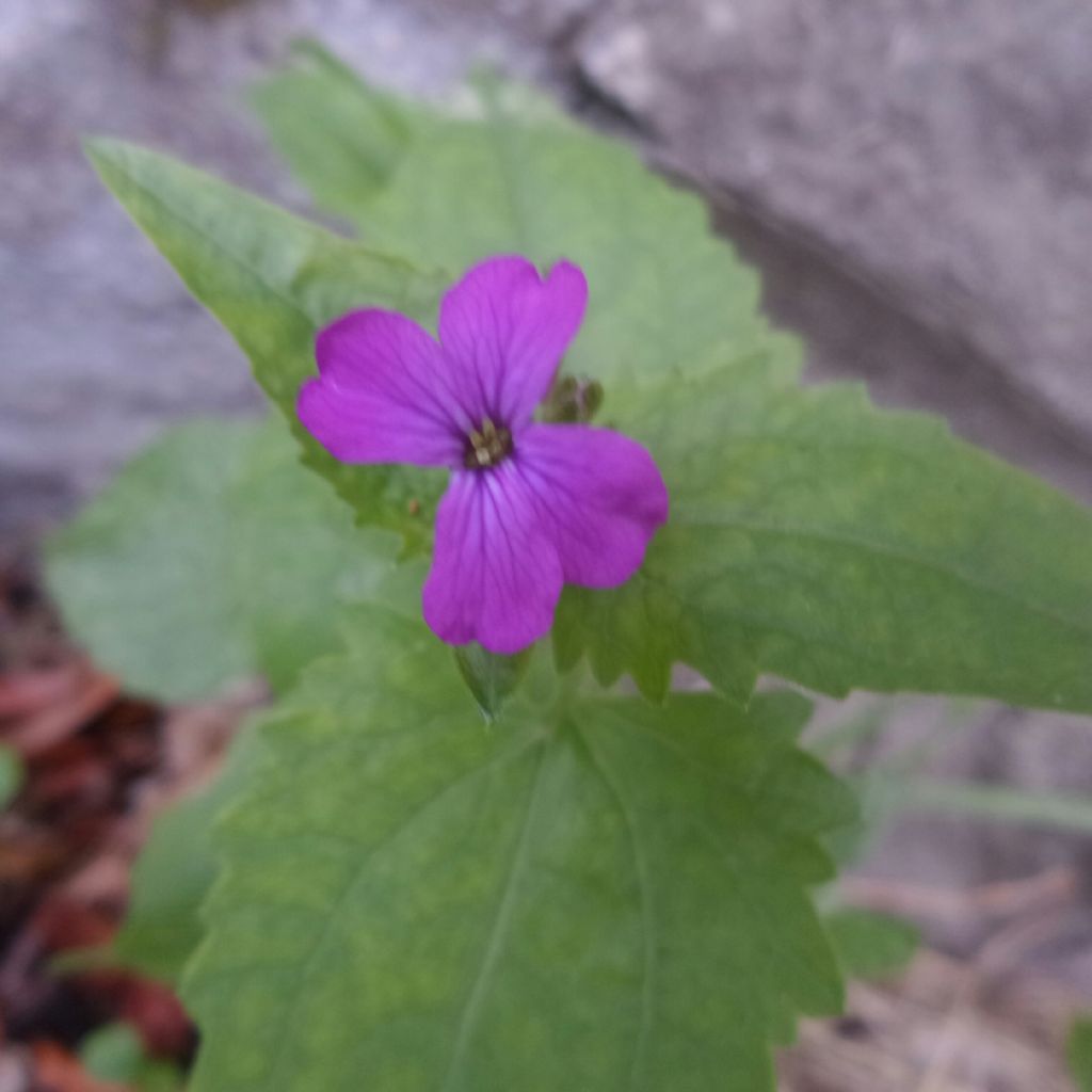 Lunaria annua