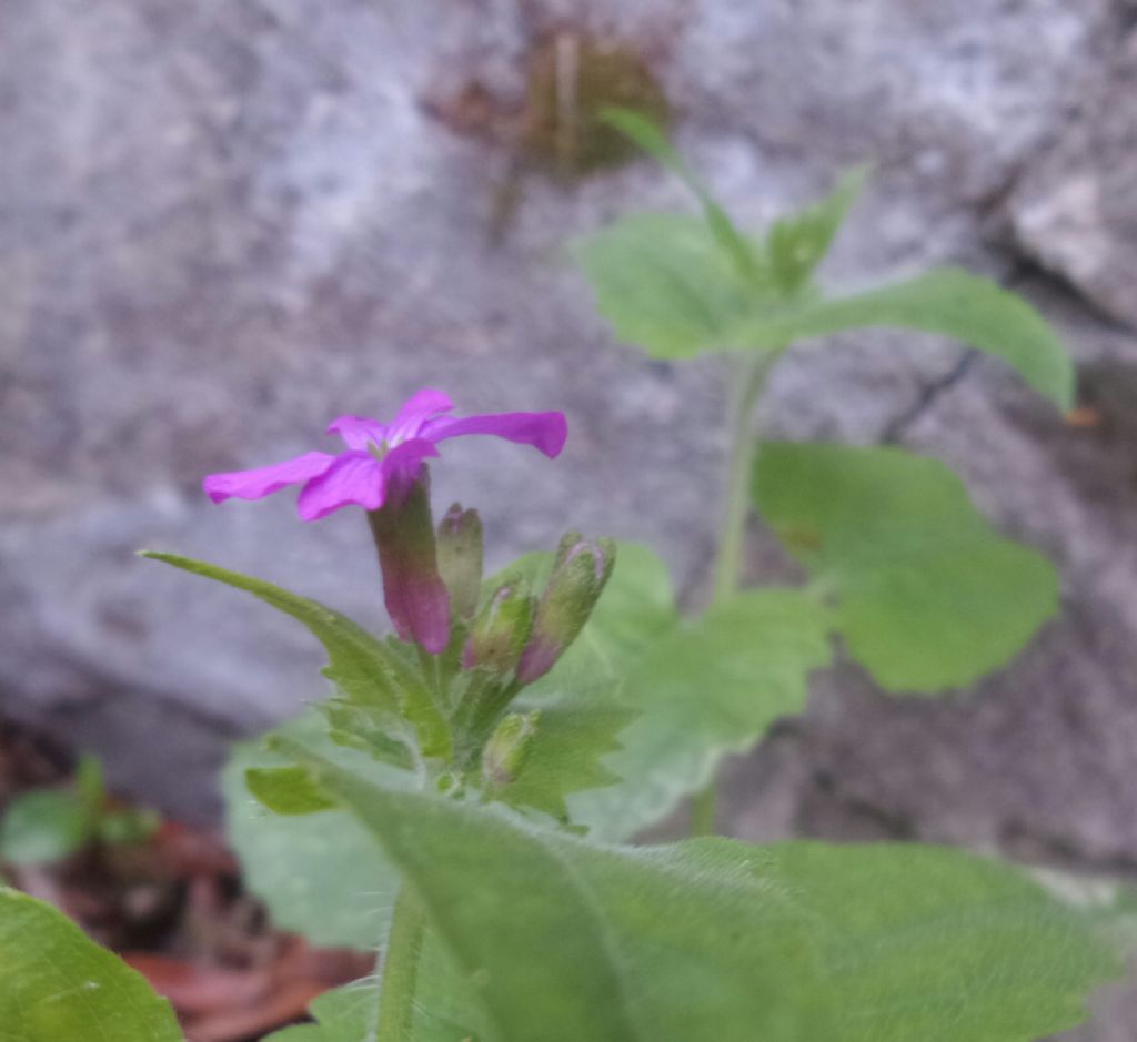 Lunaria annua