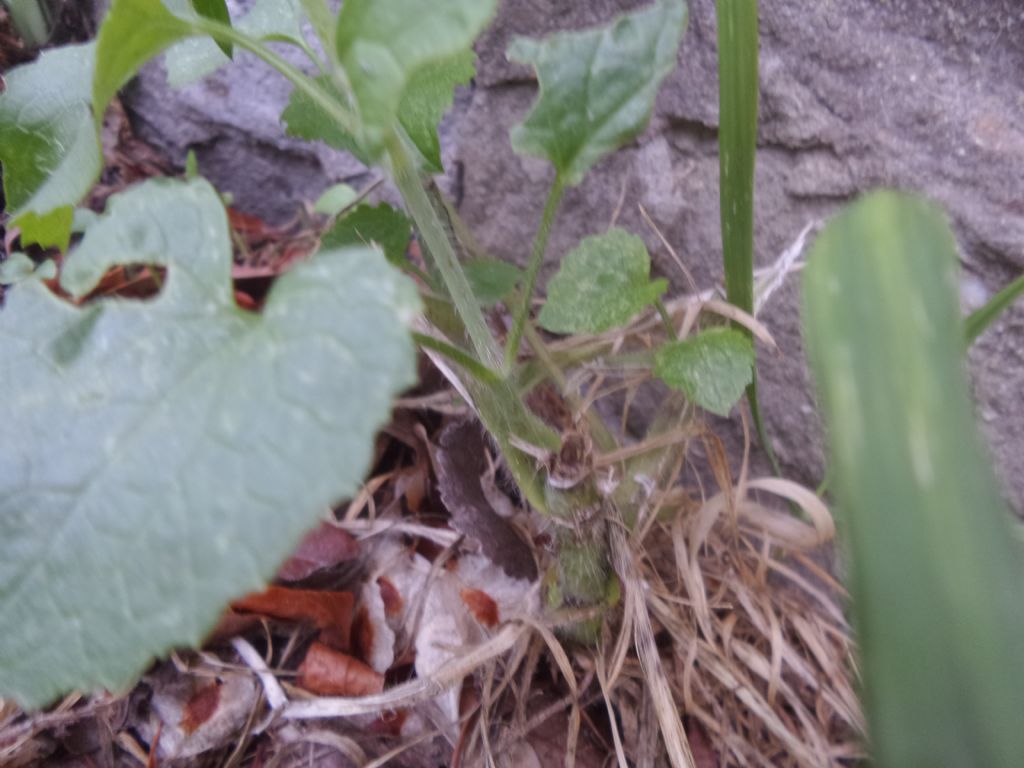 Lunaria annua