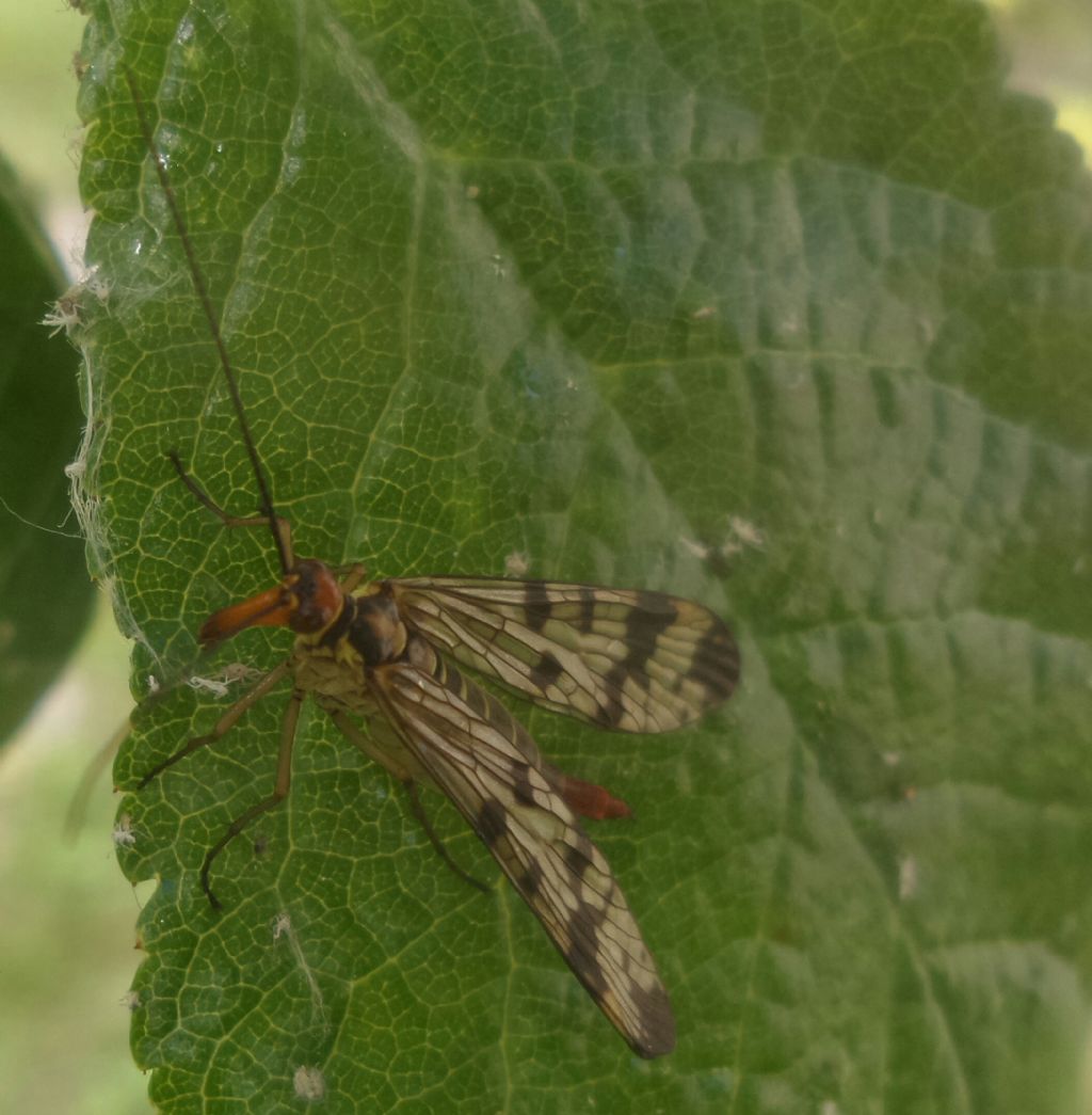 Panorpa gr. cognata