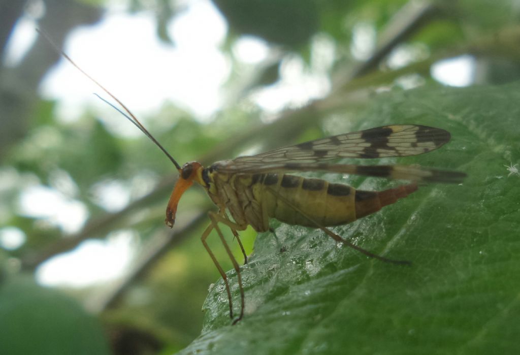 Panorpa gr. cognata