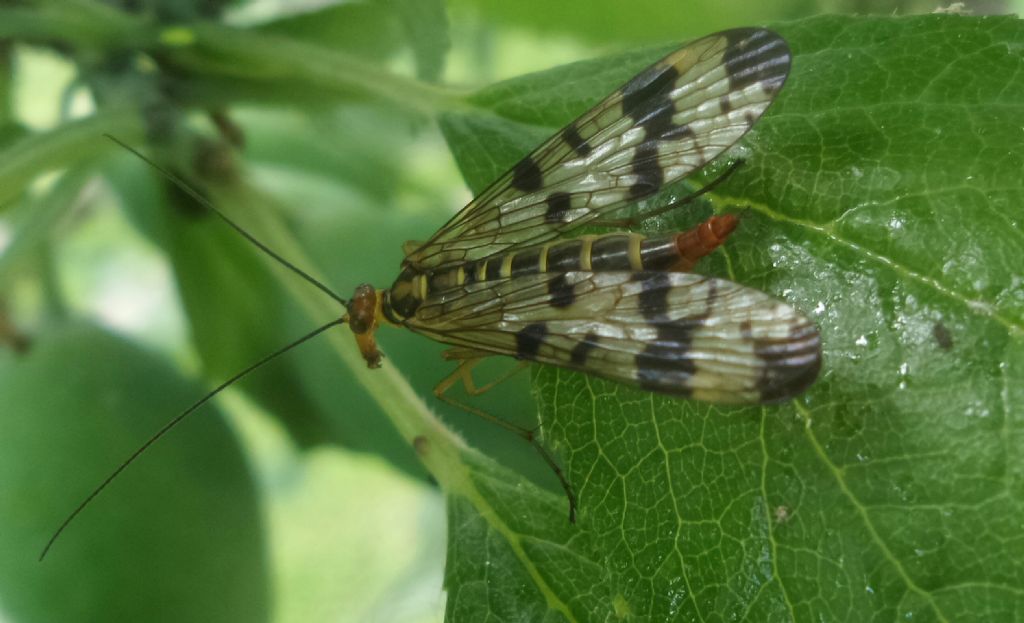 Panorpa gr. cognata