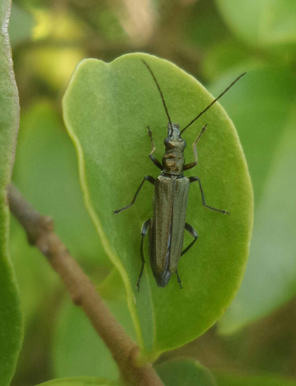 Oedemera lurida? No, O. flavipes, femmina, Oedemeridae