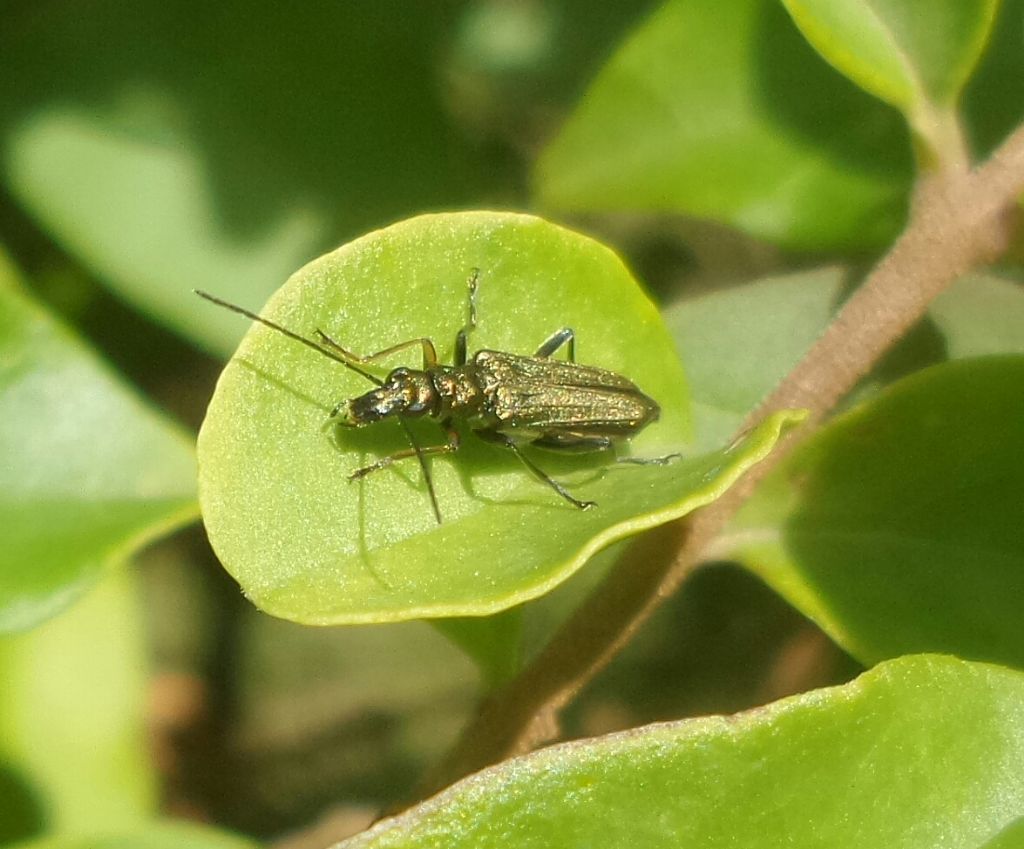 Oedemera lurida? No, O. flavipes, femmina, Oedemeridae