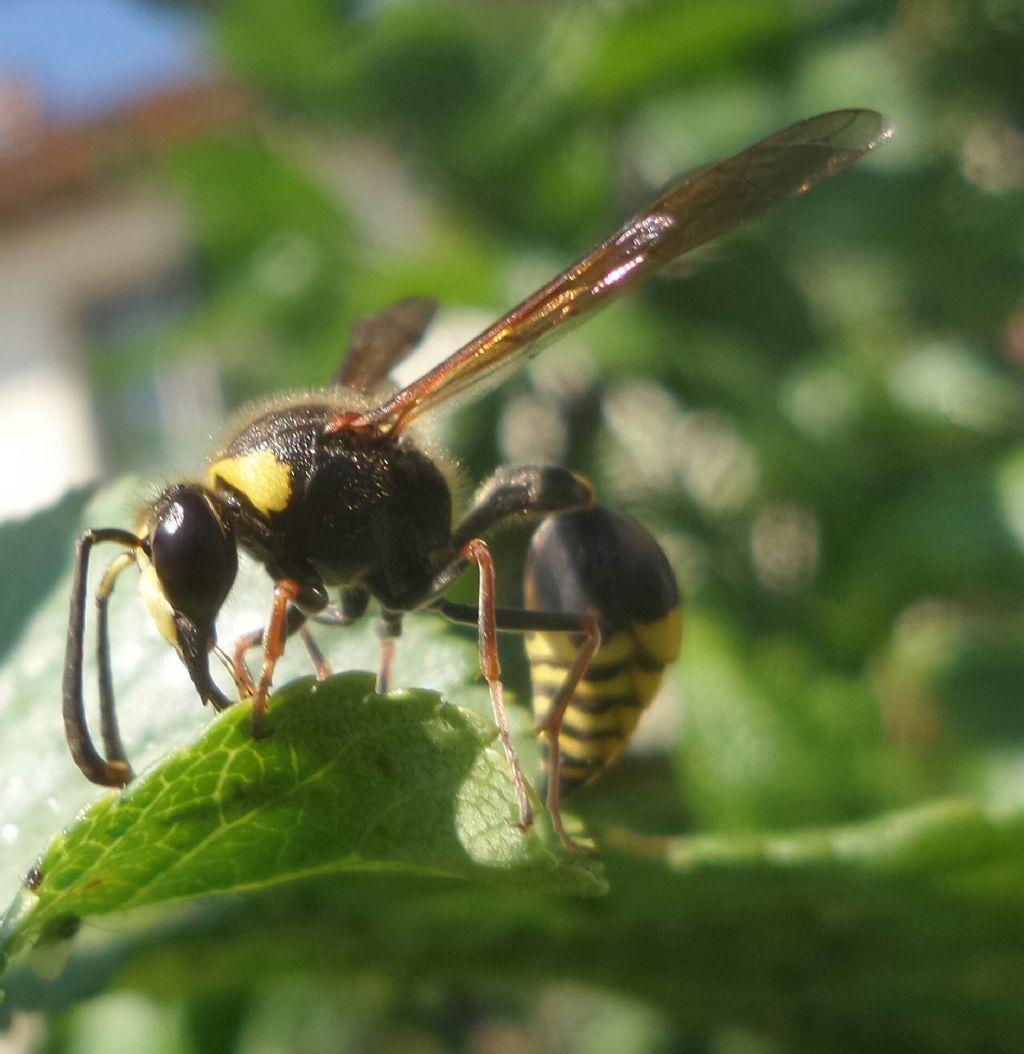 Delta unguiculatum, Odynerus sp, ecc... (Vespidae Eumeninae)