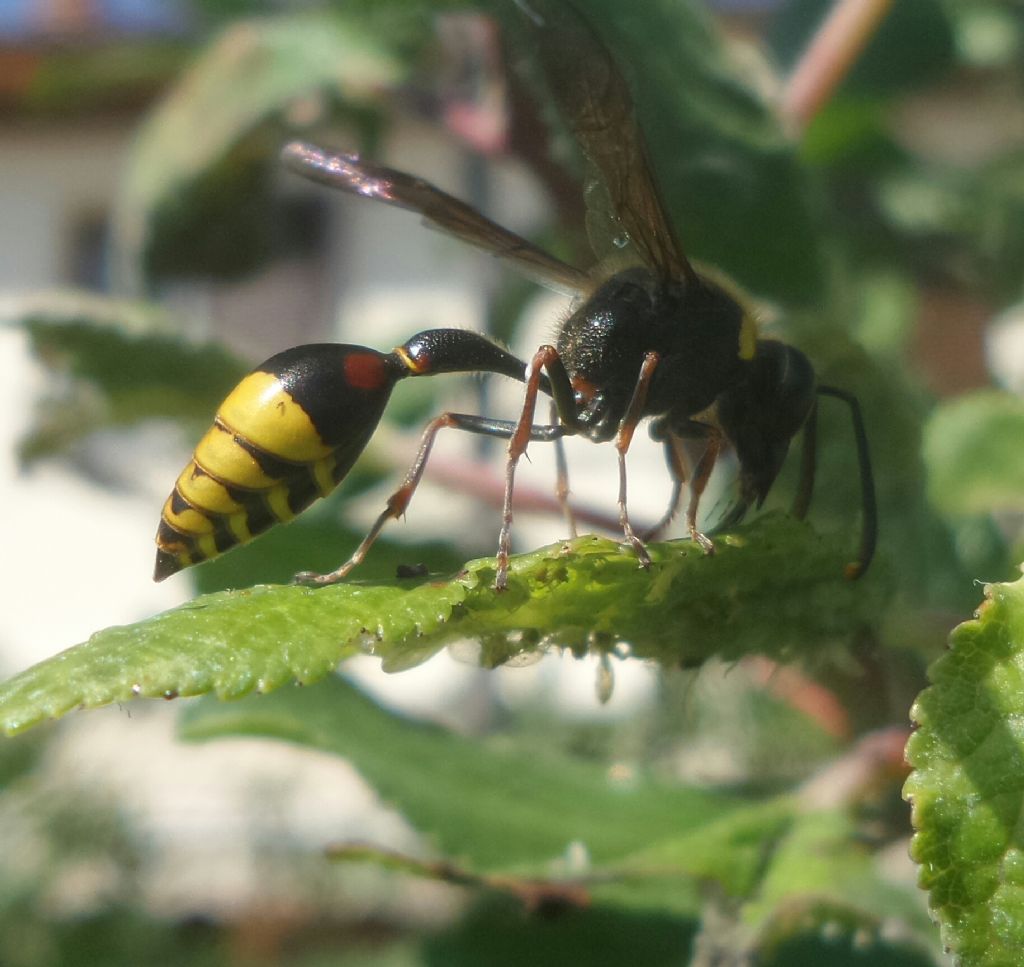 Delta unguiculatum, Odynerus sp, ecc... (Vespidae Eumeninae)