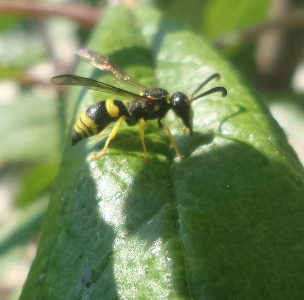 Delta unguiculatum, Odynerus sp, ecc... (Vespidae Eumeninae)