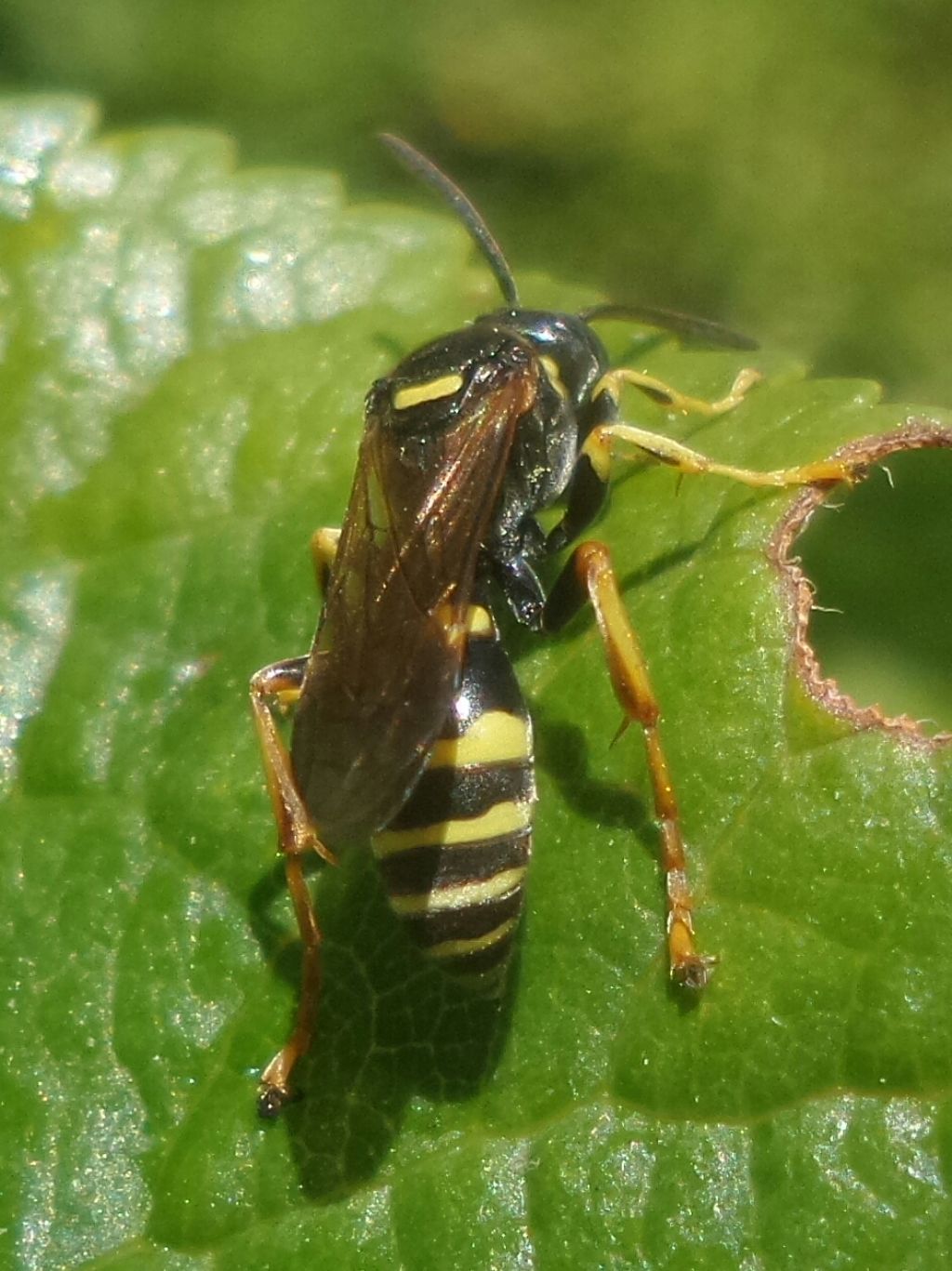Delta unguiculatum, Odynerus sp, ecc... (Vespidae Eumeninae)