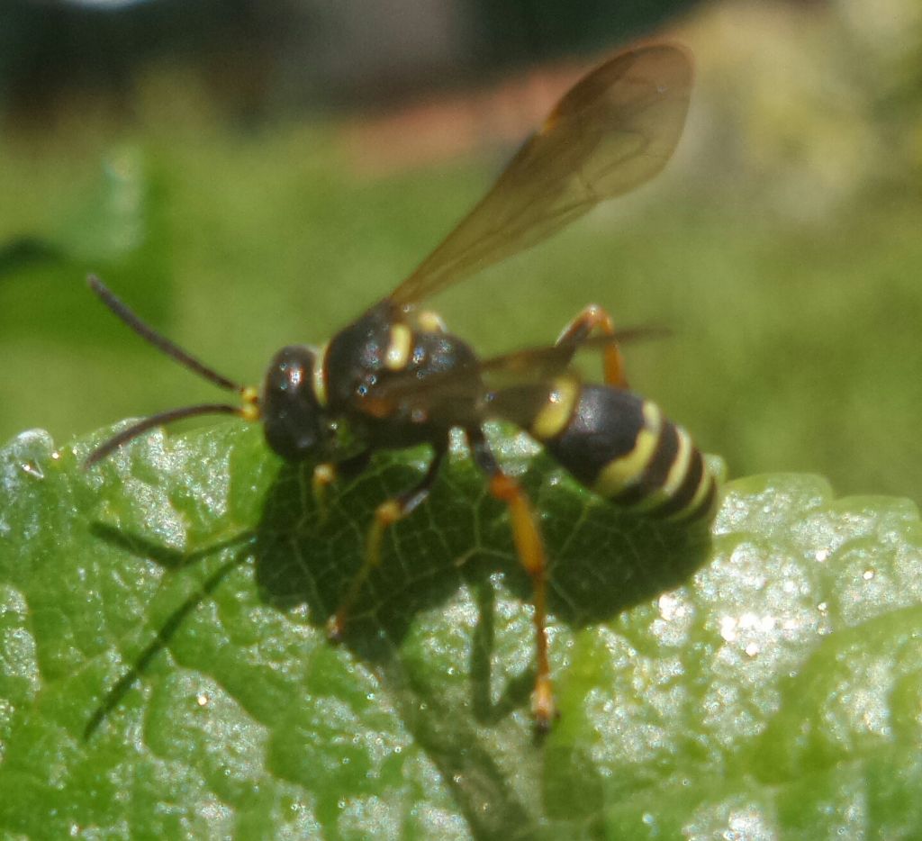 Delta unguiculatum, Odynerus sp, ecc... (Vespidae Eumeninae)