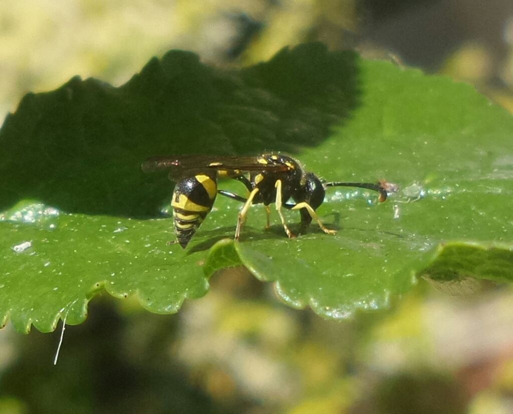 Delta unguiculatum, Odynerus sp, ecc... (Vespidae Eumeninae)