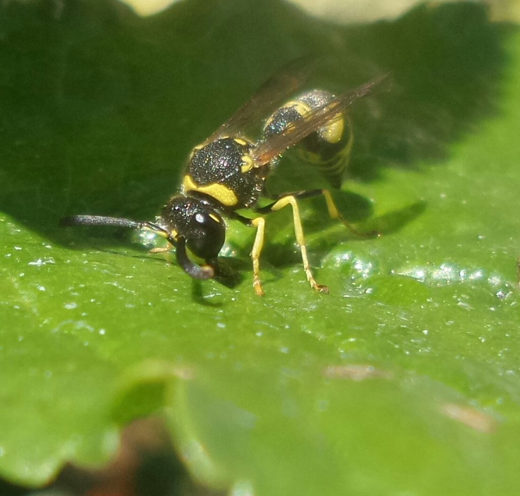 Delta unguiculatum, Odynerus sp, ecc... (Vespidae Eumeninae)