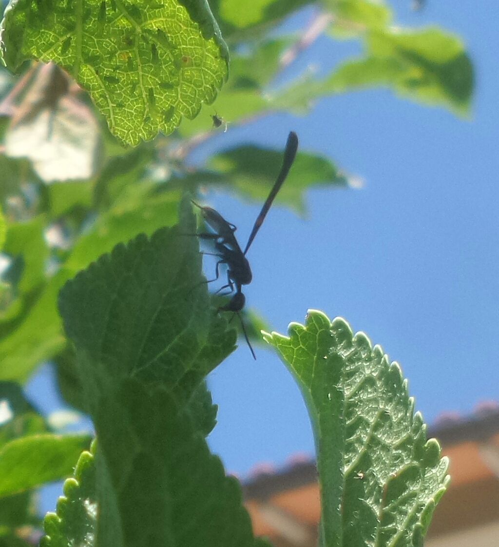 Insetto nero e scheletrico:  Gasteruptiidae:  Gasteruption sp.