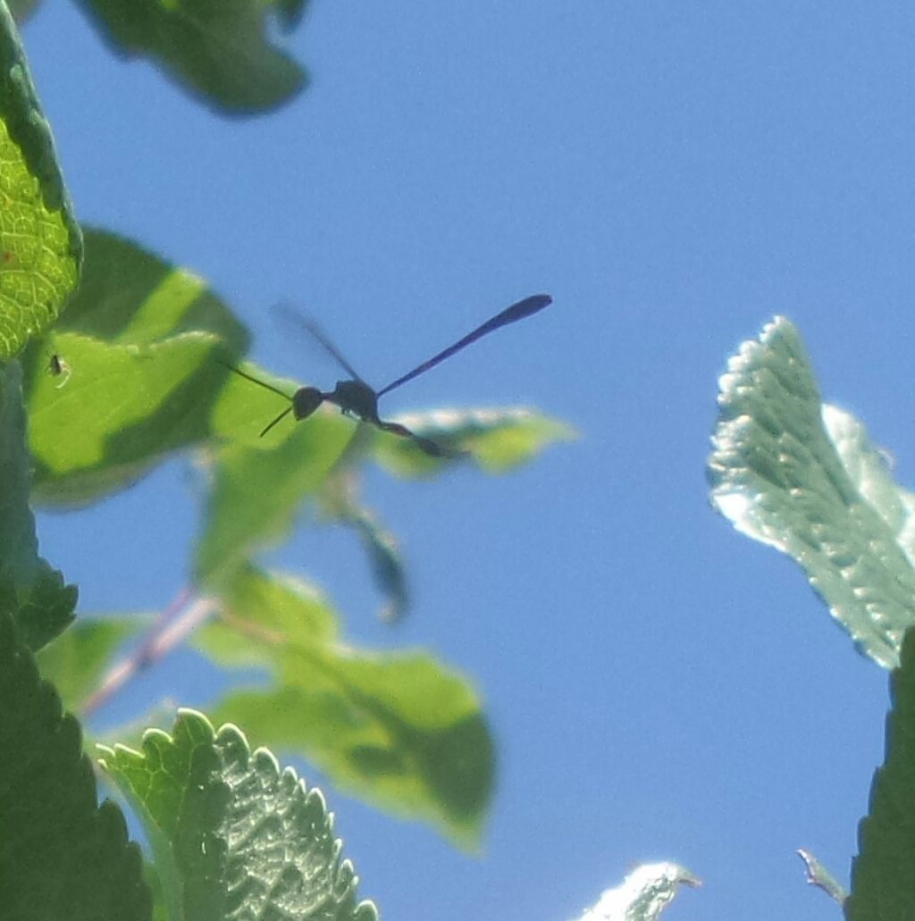 Insetto nero e scheletrico:  Gasteruptiidae:  Gasteruption sp.