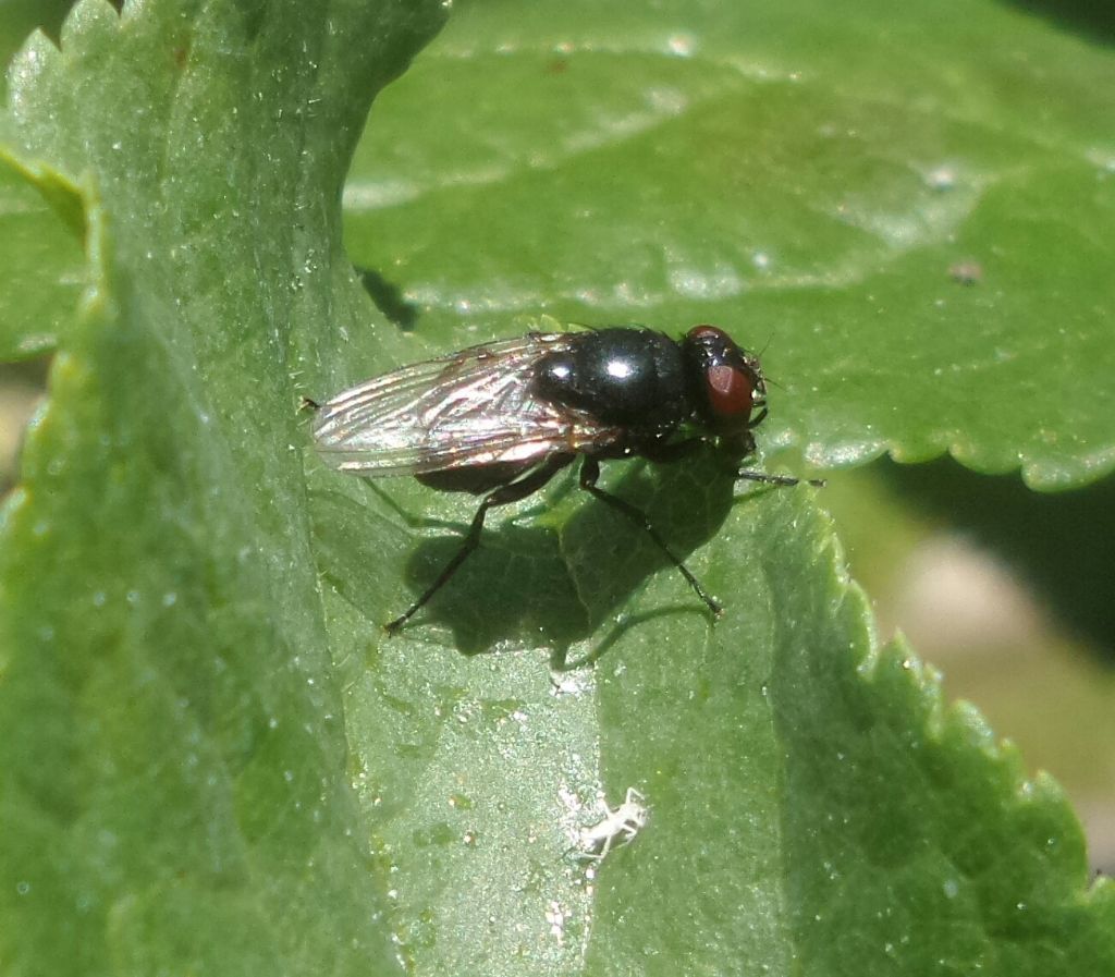 Muscidae:   femmina di  Hydrotaea (Ophyra) sp.