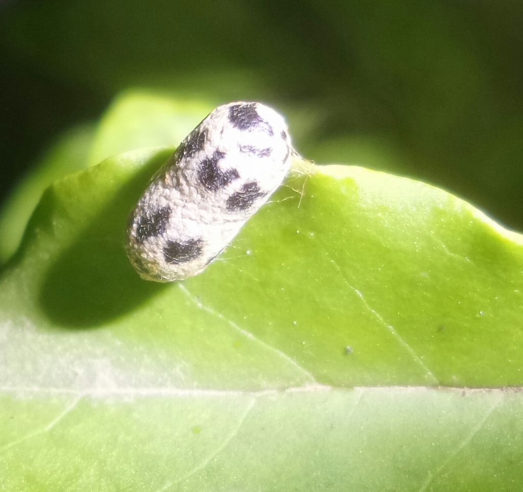 Uovo da identificare - No, bozzolo di Ichneumonidae