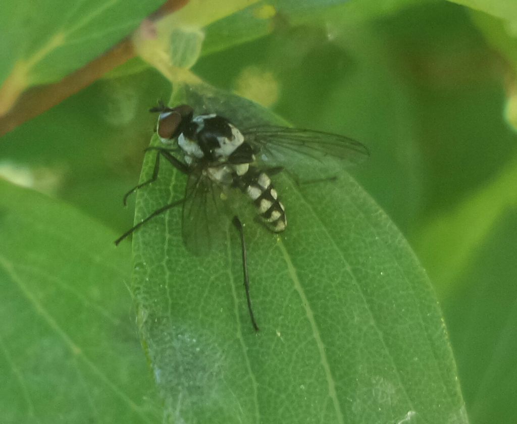 Anthomyia cf. procellaris maschio (Anthomyiidae)