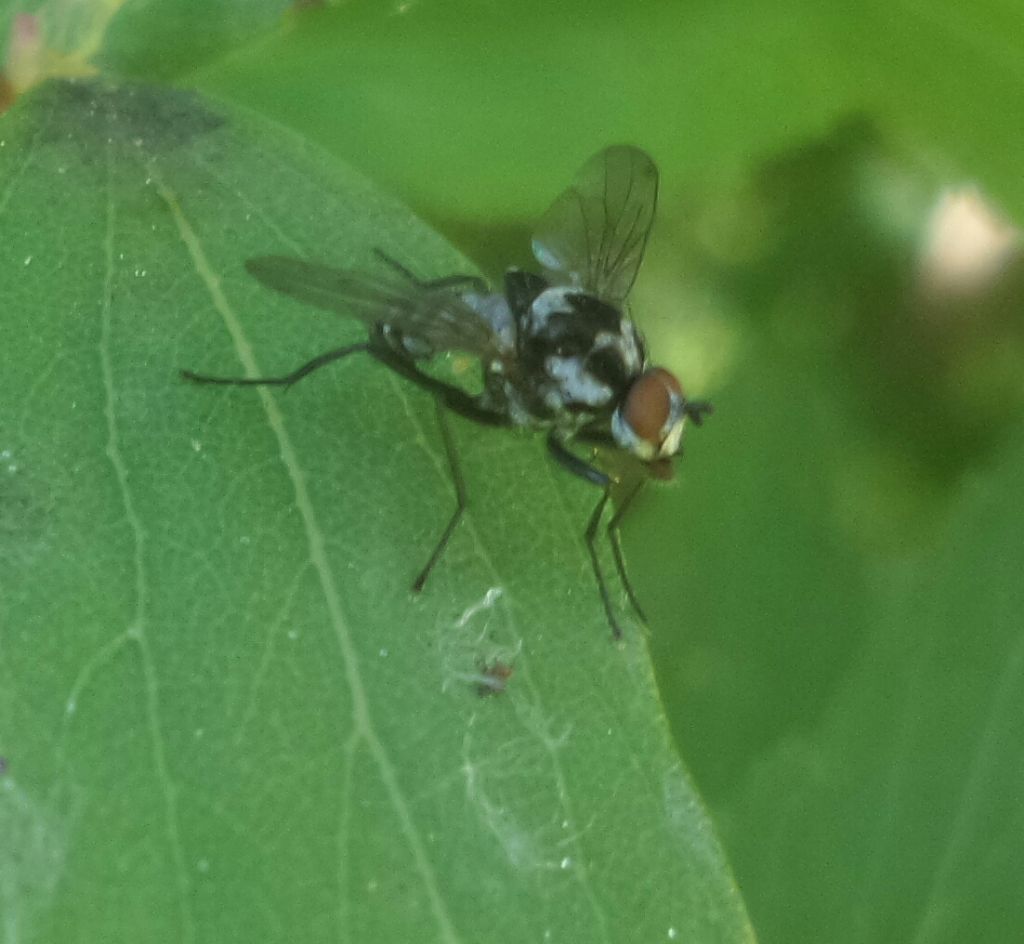 Anthomyia cf. procellaris maschio (Anthomyiidae)
