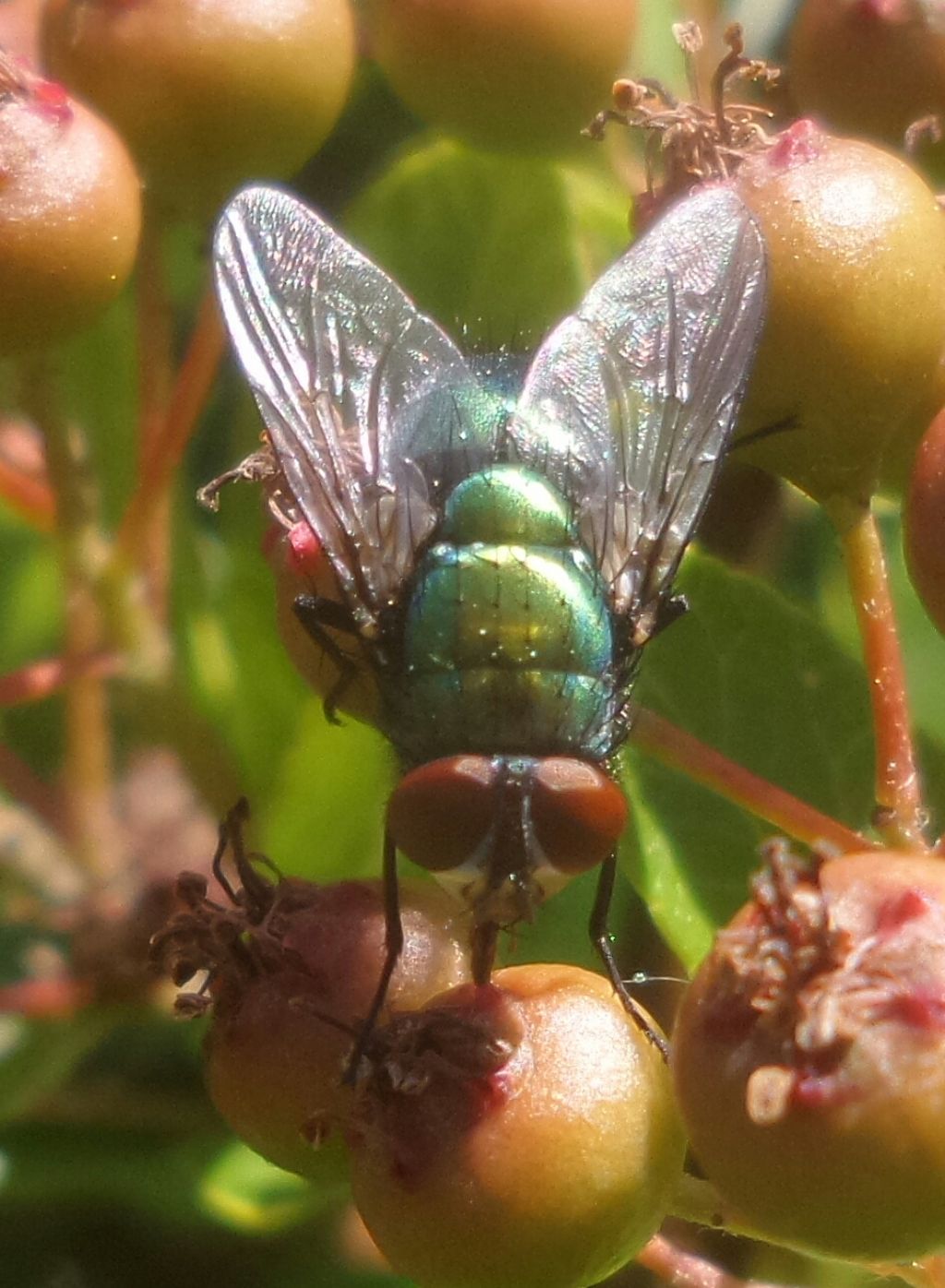 Lucilia gruppo sericata maschio (Calliphoridae)