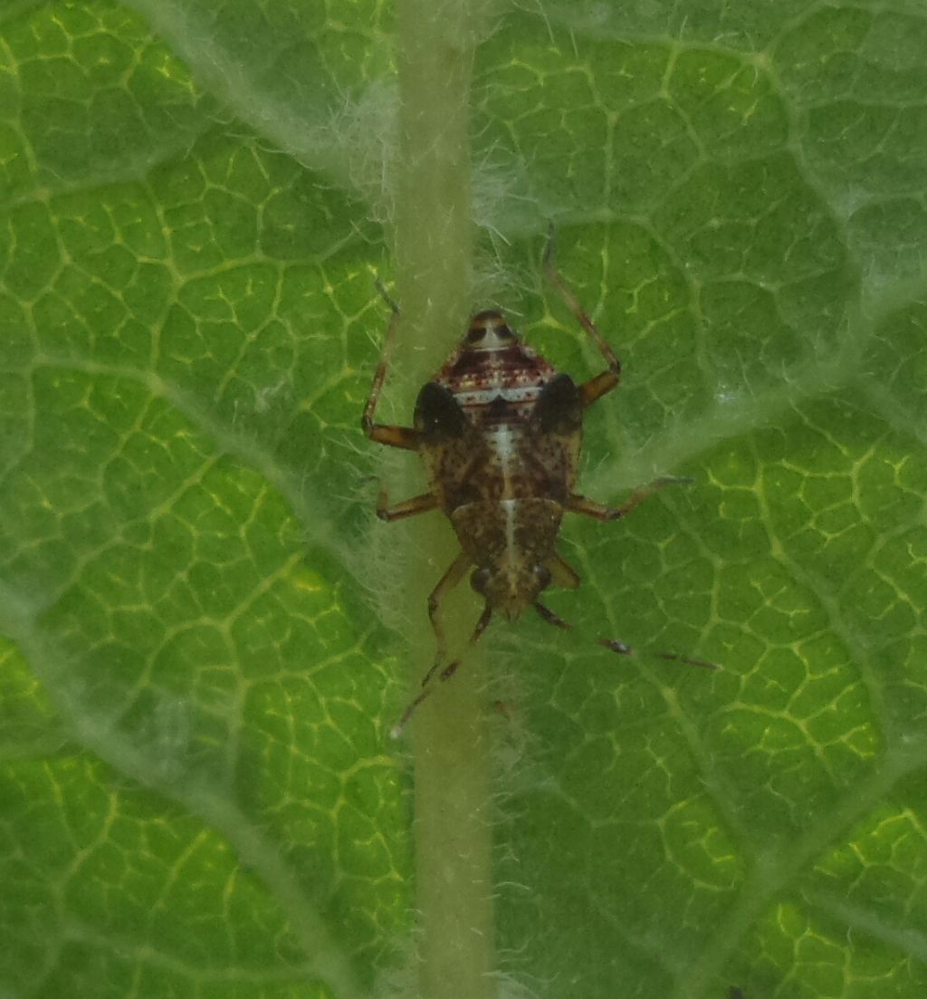 Miridae:ninfa di  Deraeocoris flavilinea