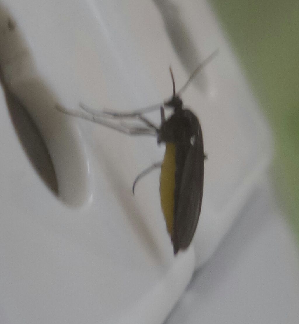 Che sinfite ? nessuno,  un dittero sciaride - Sciara sp.