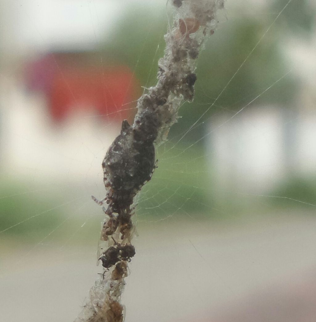 Araneidae:  Cyclosa cfr insulana   -  Lastra a Signa (FI)