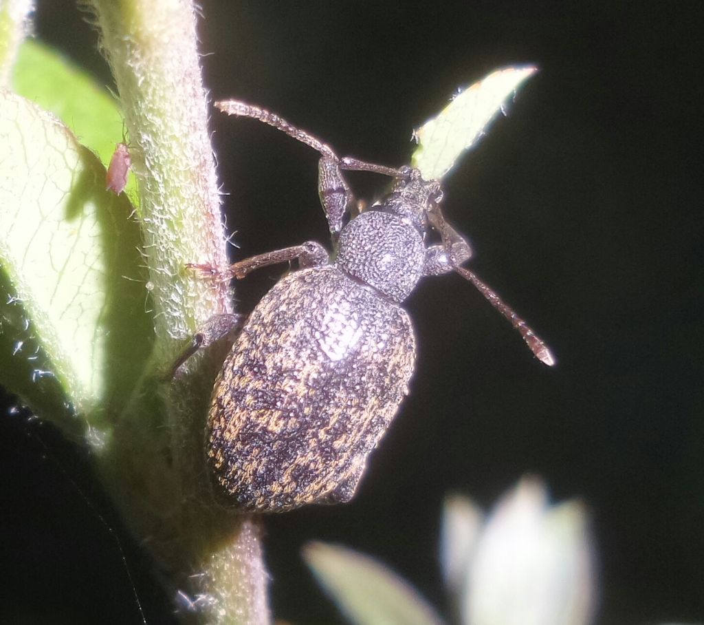 Curculionidae, Otiorhynchus aurifer