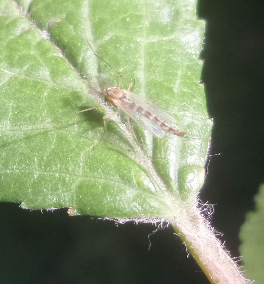 Chironomidae