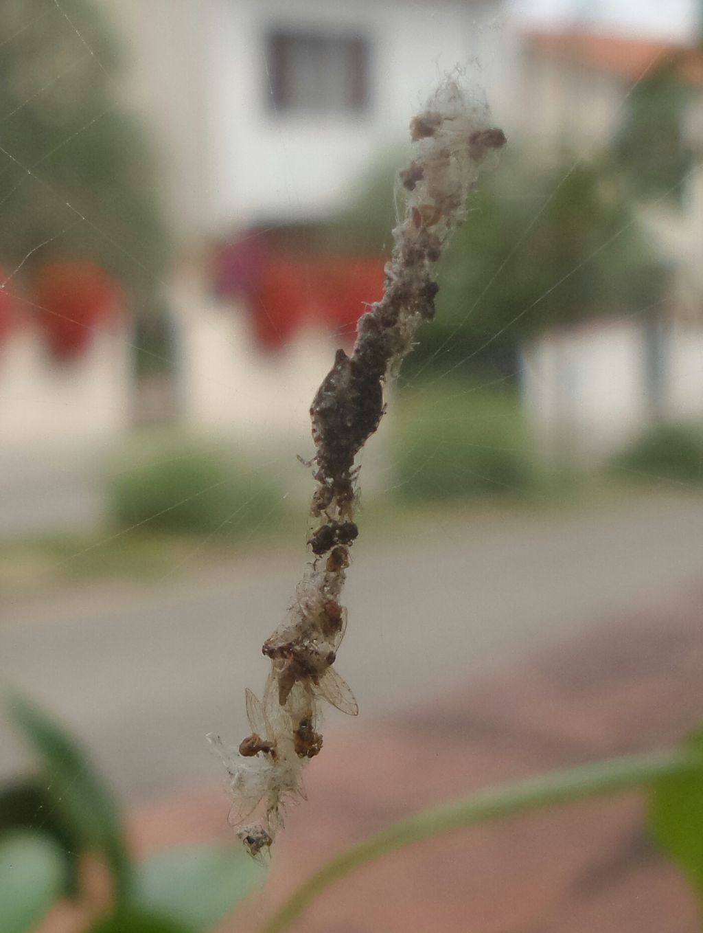 Araneidae:  Cyclosa cfr insulana   -  Lastra a Signa (FI)