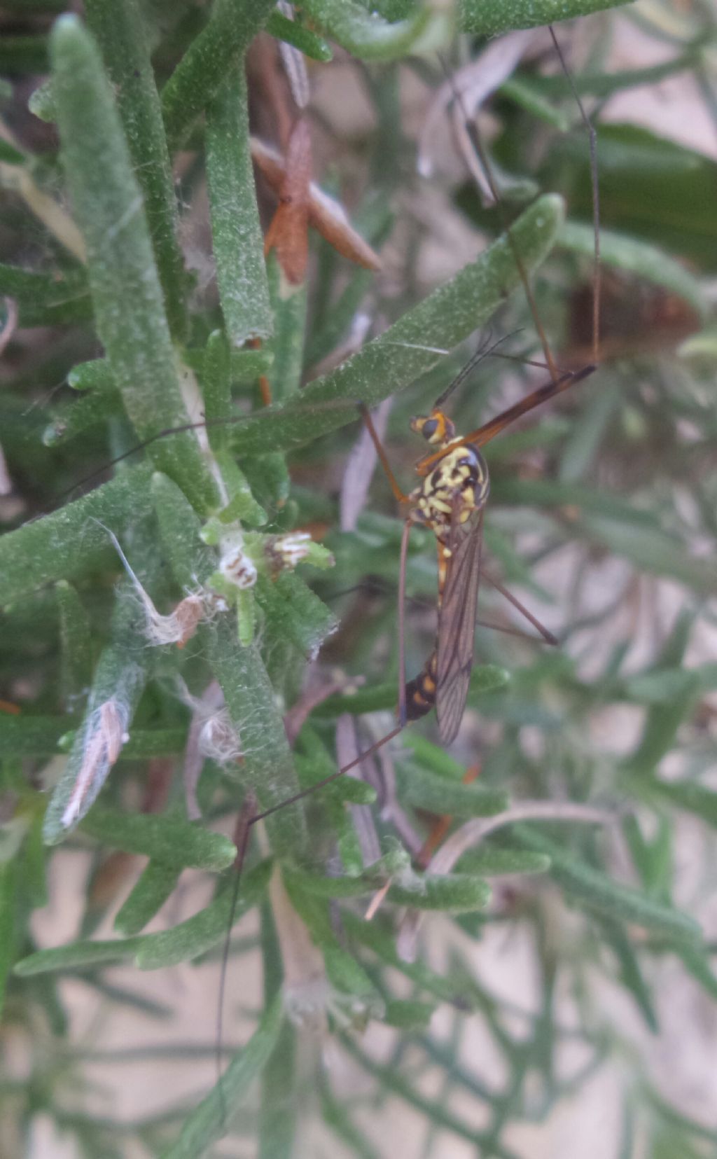 Nephrotoma sp. maschio, Tipulidae