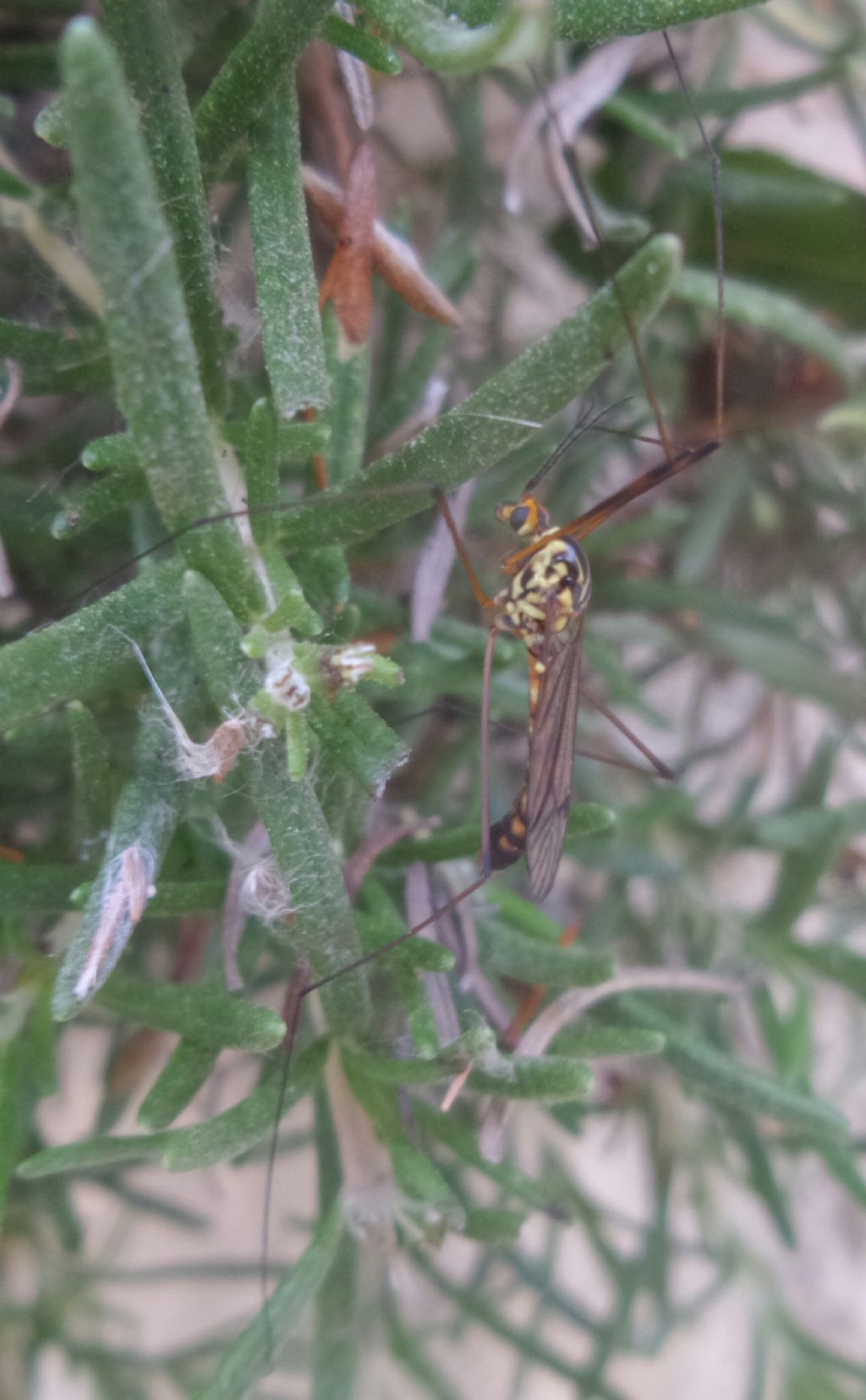 Nephrotoma sp. maschio, Tipulidae