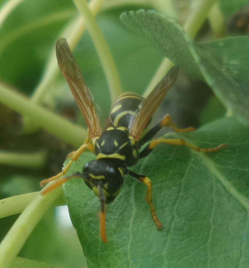 Polistes con due addomi?  No, parassitata da strepsittero