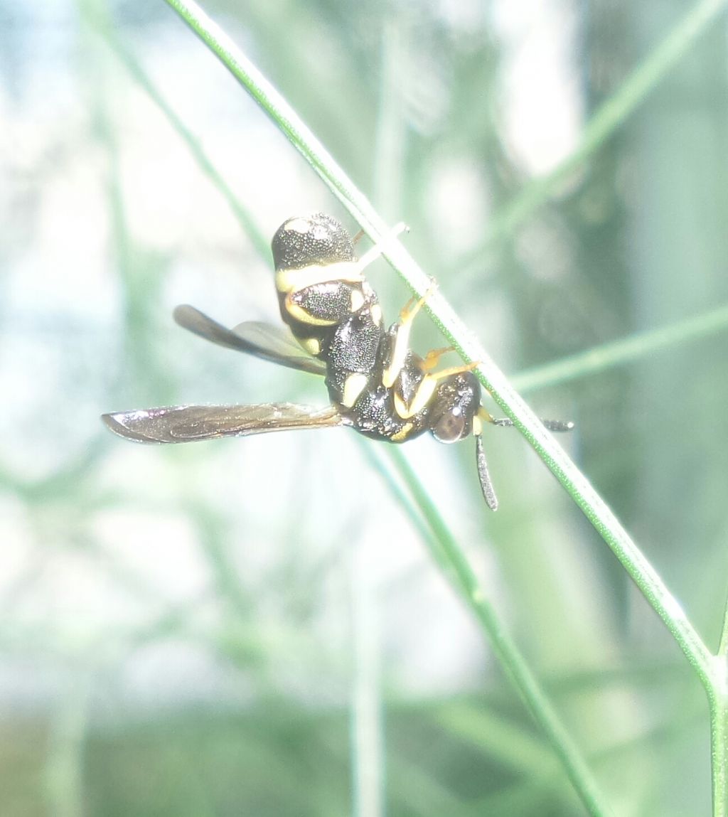 Leucospidae:  Leucospis sp.