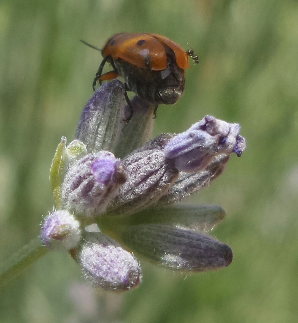Coleottero con parassiti: Macrolenes dentipes, femmina, Chrysomelidae