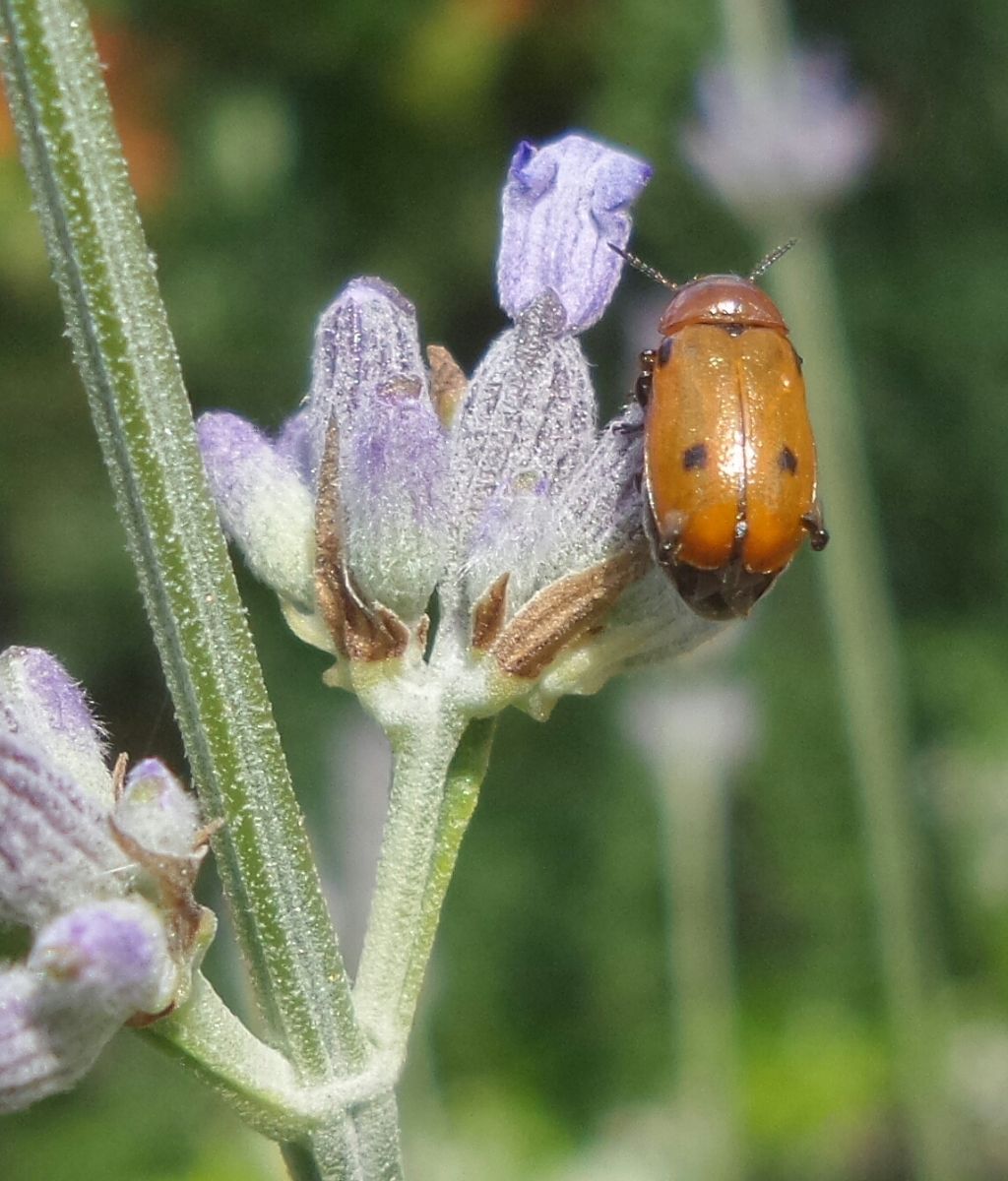 Coleottero con parassiti: Macrolenes dentipes, femmina, Chrysomelidae