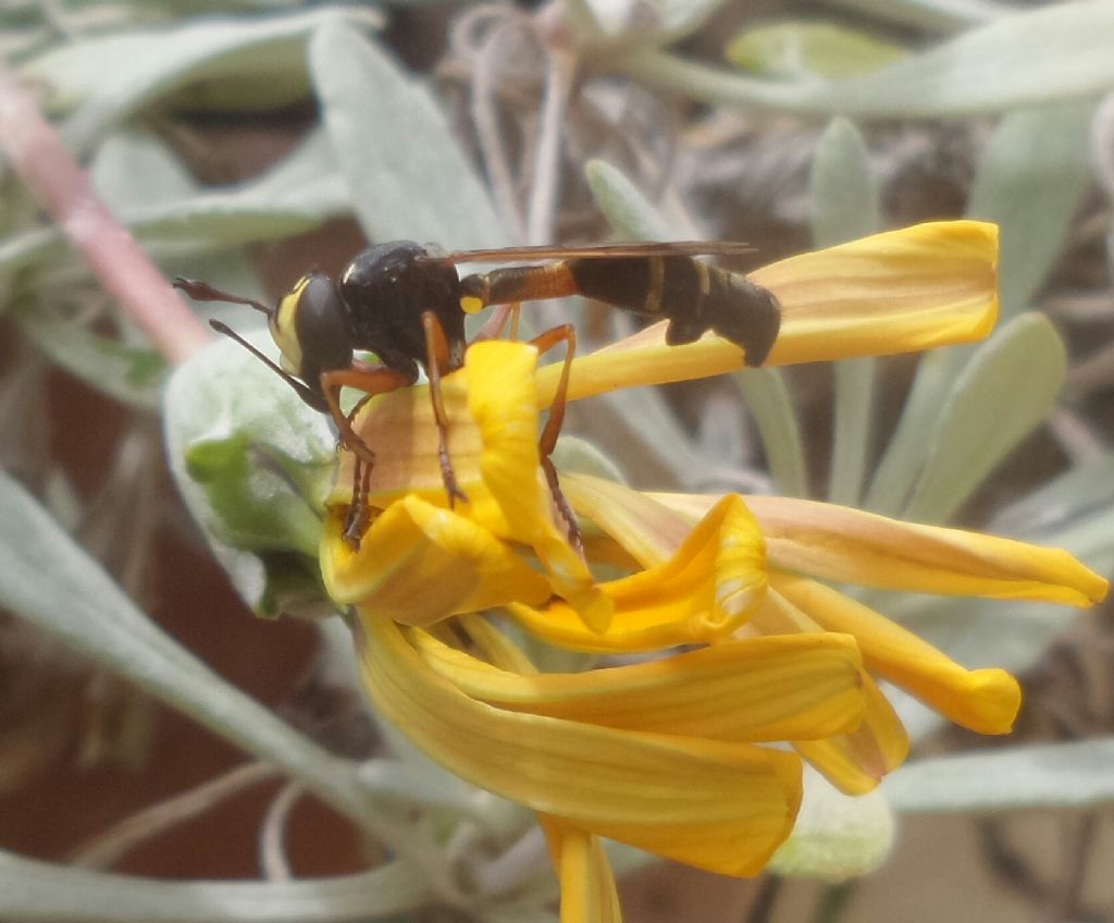 Cos''è ?? Physocephala vittata (Conopidae)