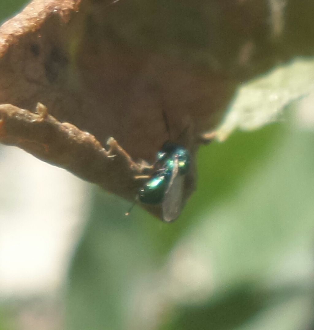 Da identificare:  Superfamiglia Chalcidoidea