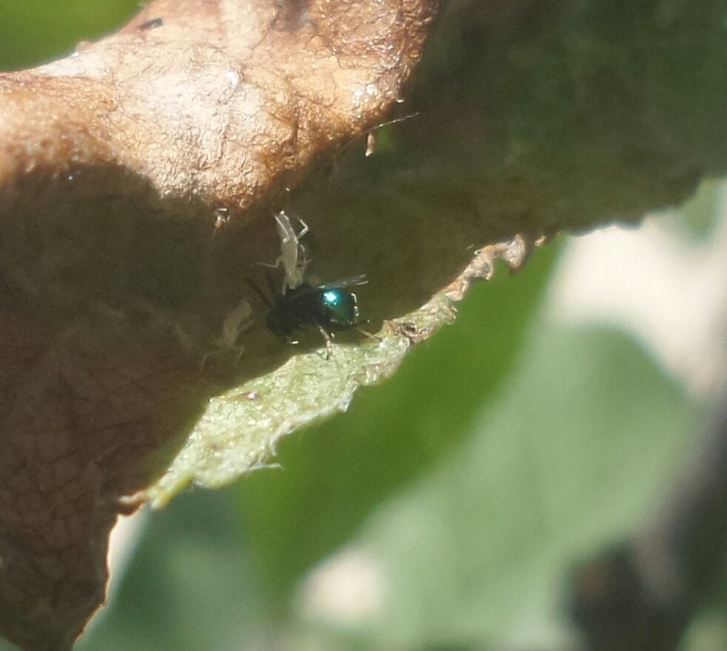 Da identificare:  Superfamiglia Chalcidoidea