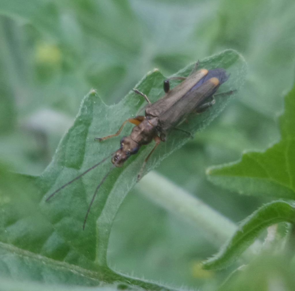 Che oedemera ?     Oedemera barbara