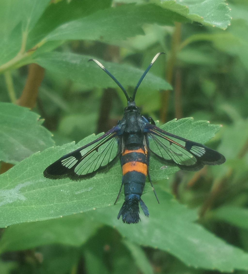 Quale Sesiidae è?? Synanthedon myopaeformis typhiaeformis