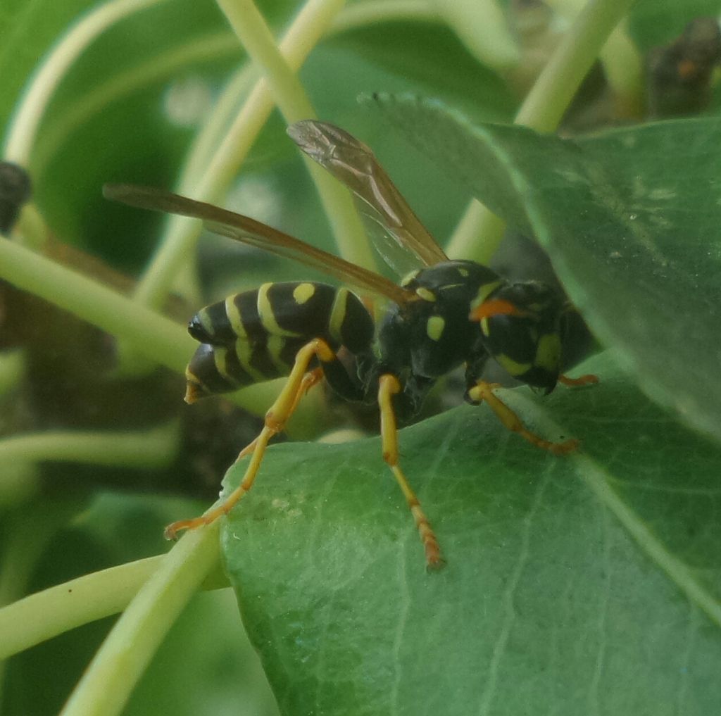 Polistes con due addomi?  No, parassitata da strepsittero