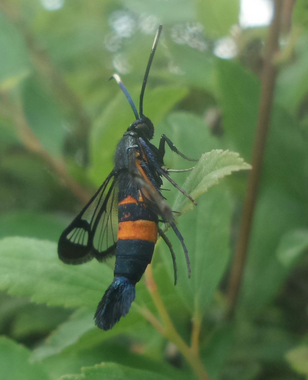 Quale Sesiidae è?? Synanthedon myopaeformis typhiaeformis