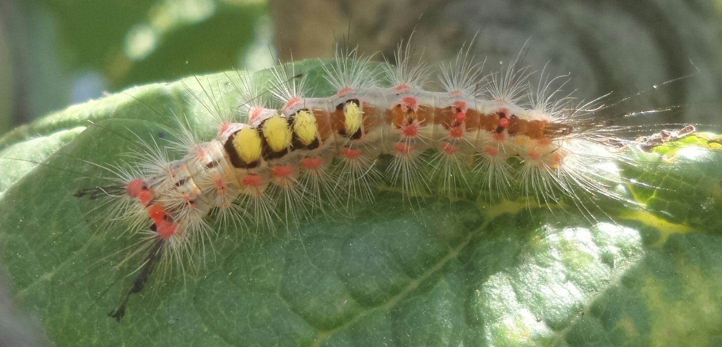 Quale bruco ?? Orgyia (Orgyia) antiqua