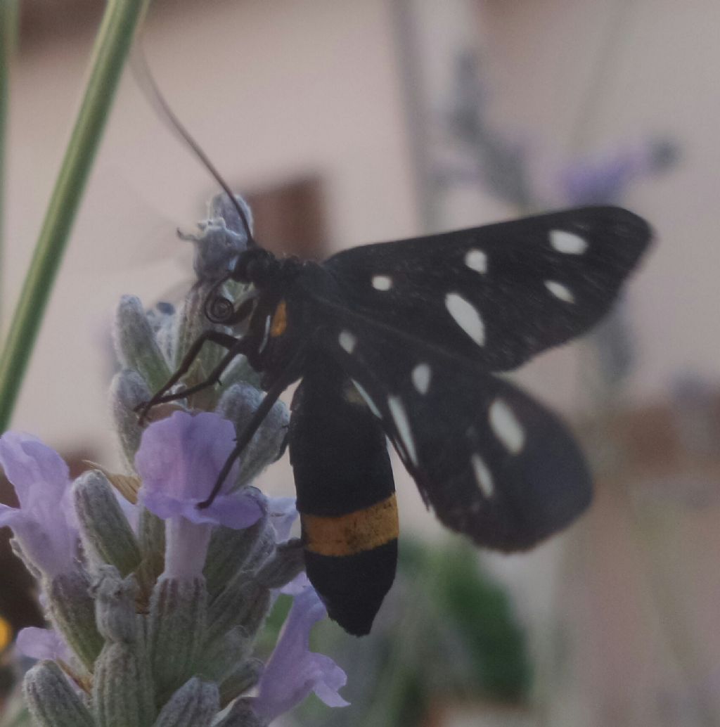 Amata phegea   (Erebidae Arctiinae)