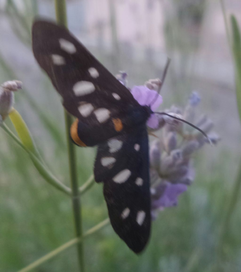 Amata phegea   (Erebidae Arctiinae)