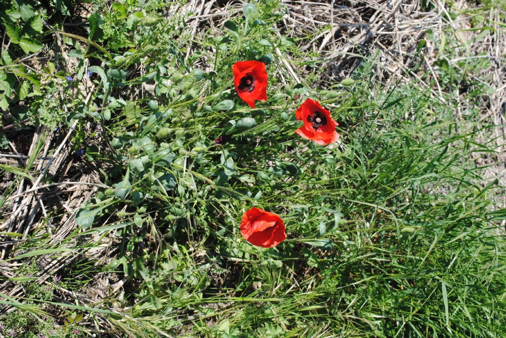 Papaver rhoeas con foglie del fusto atipiche.